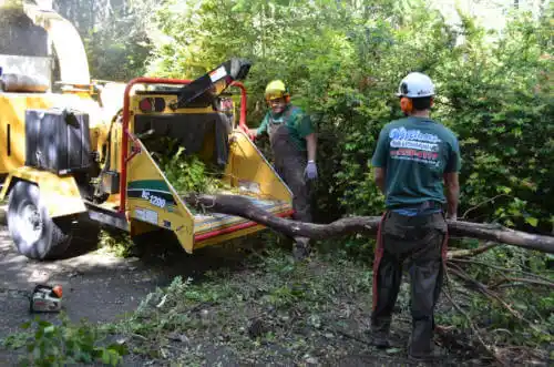 tree services Squirrel Mountain Valley